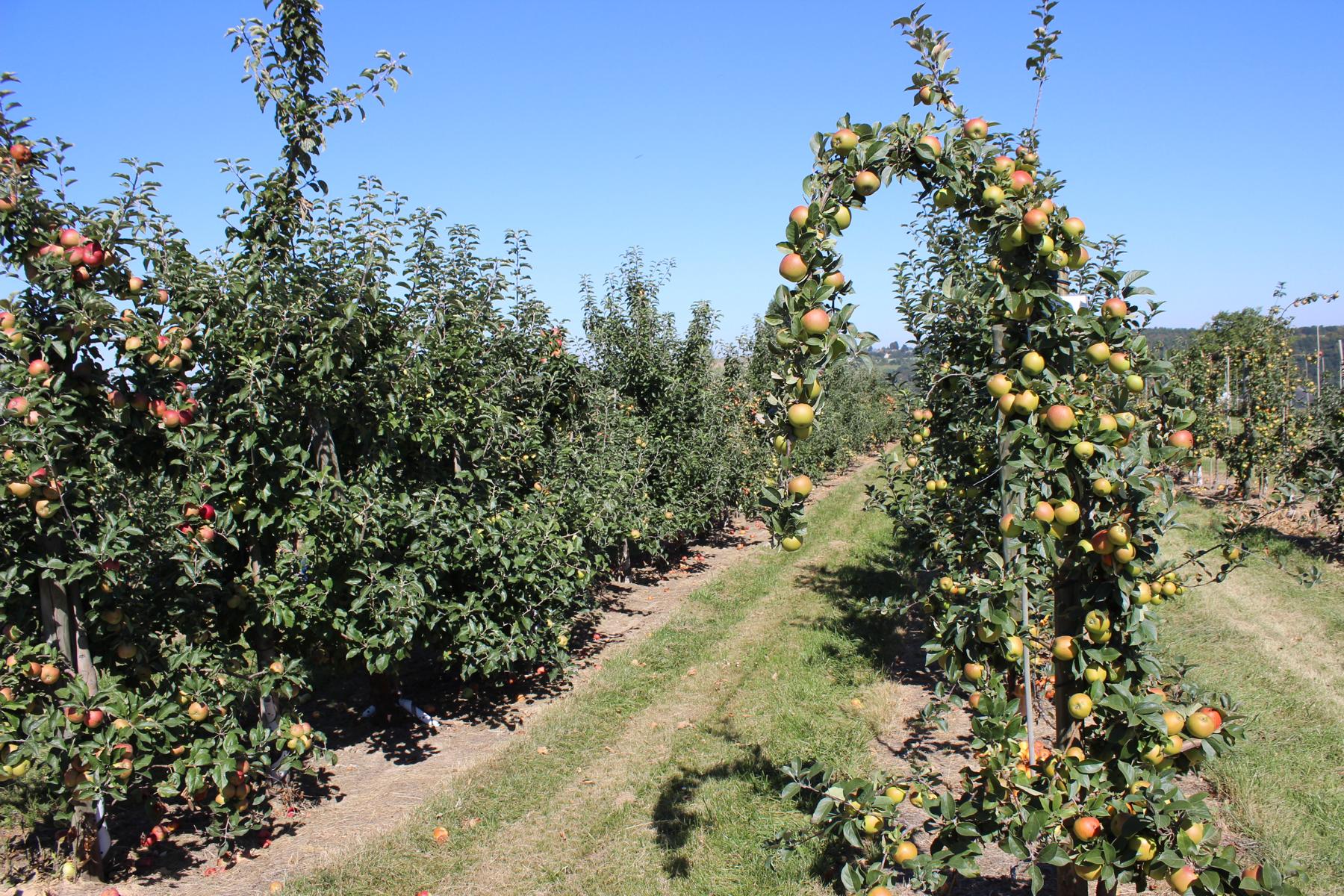 Apfelplantagen des Obstgutes in Seelitz